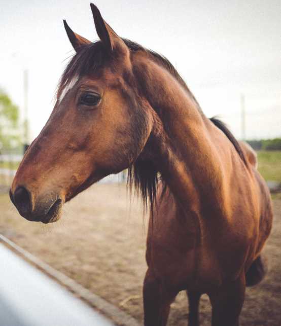 Dierenarts in het Gooi - JW Vetservice