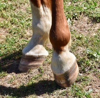 Kreupelheid bij een paard