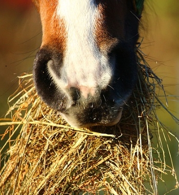 Koliek bij paarden