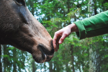 Paarden als huisdier